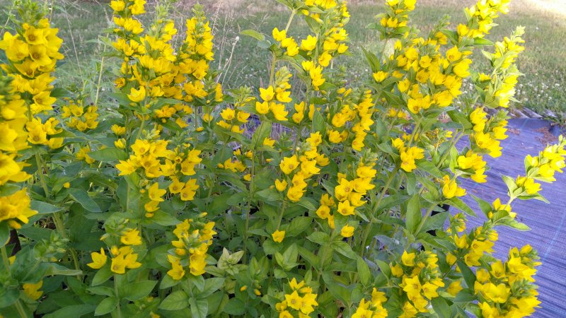 Lysimachia punctata